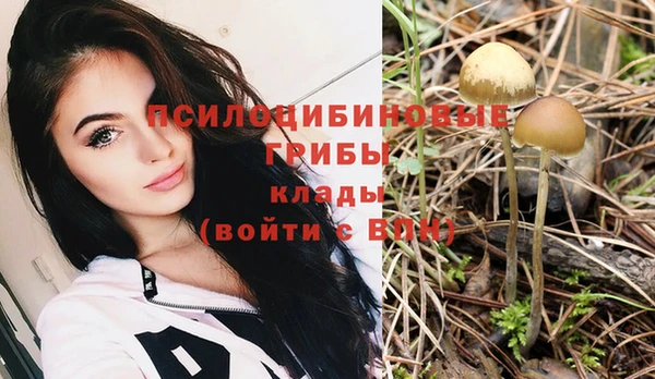 прущие грибы Бронницы